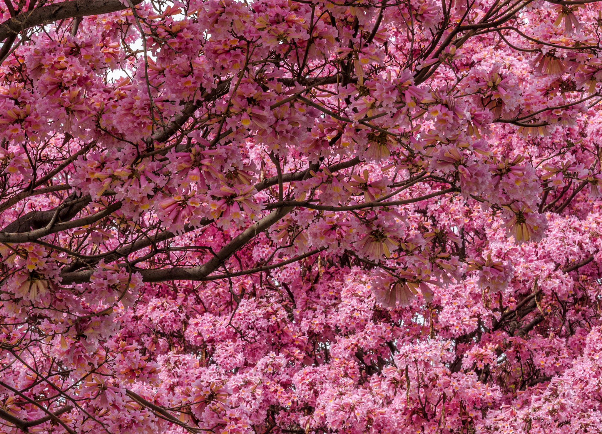 Canon EOS 7D Mark II + Sigma 70-200mm F2.8 EX DG OS HSM sample photo. Spring in pink photography