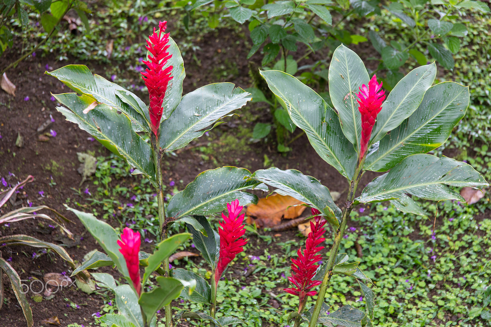 Canon EOS 5D Mark IV + Sigma 17-70mm F2.8-4 DC Macro OS HSM sample photo. Tropical flowers of costa rica photography