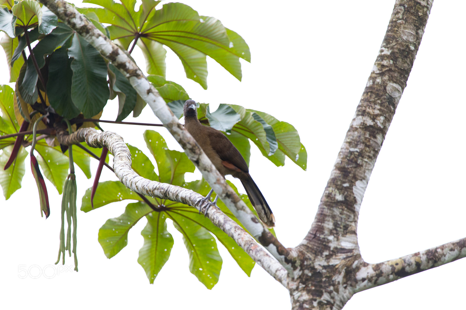 150-600mm F5-6.3 DG OS HSM | Contemporary 015 sample photo. Birsds of arenal volcano area photography
