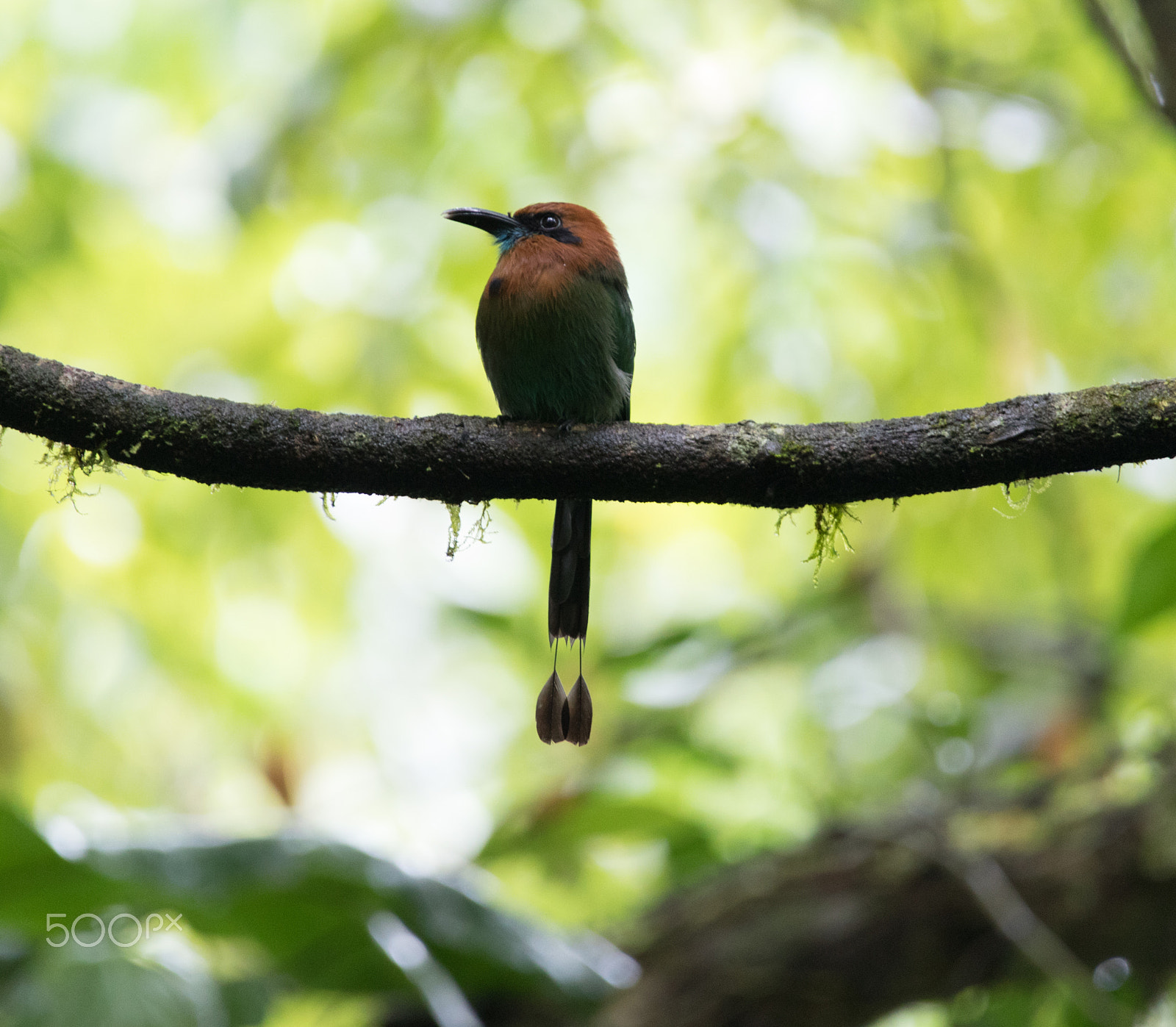 150-600mm F5-6.3 DG OS HSM | Contemporary 015 sample photo. Two feather tail birds photography