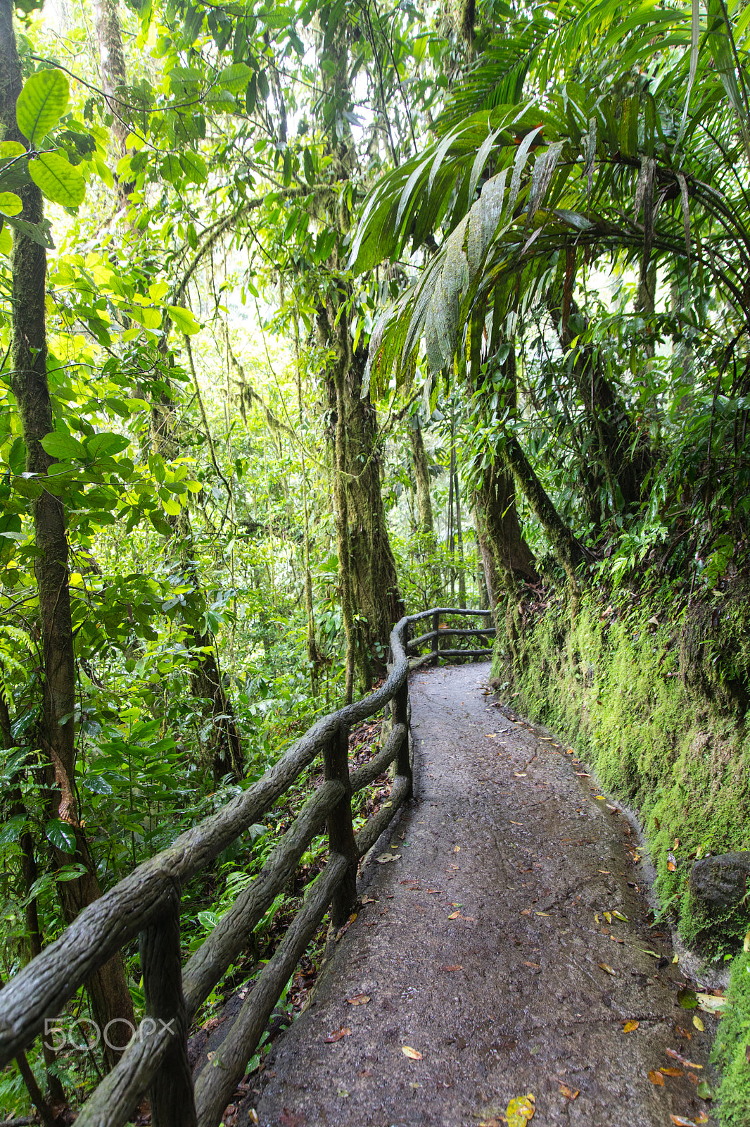 Canon EOS 5D Mark IV sample photo. Pathway in the jungle photography