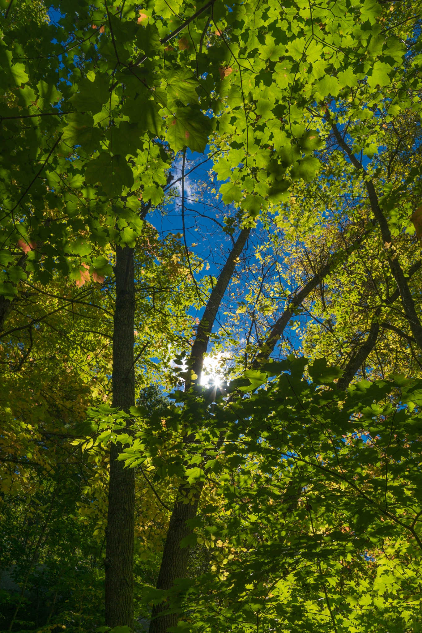 Sony DT 18-135mm F3.5-5.6 SAM sample photo. Through the trees photography