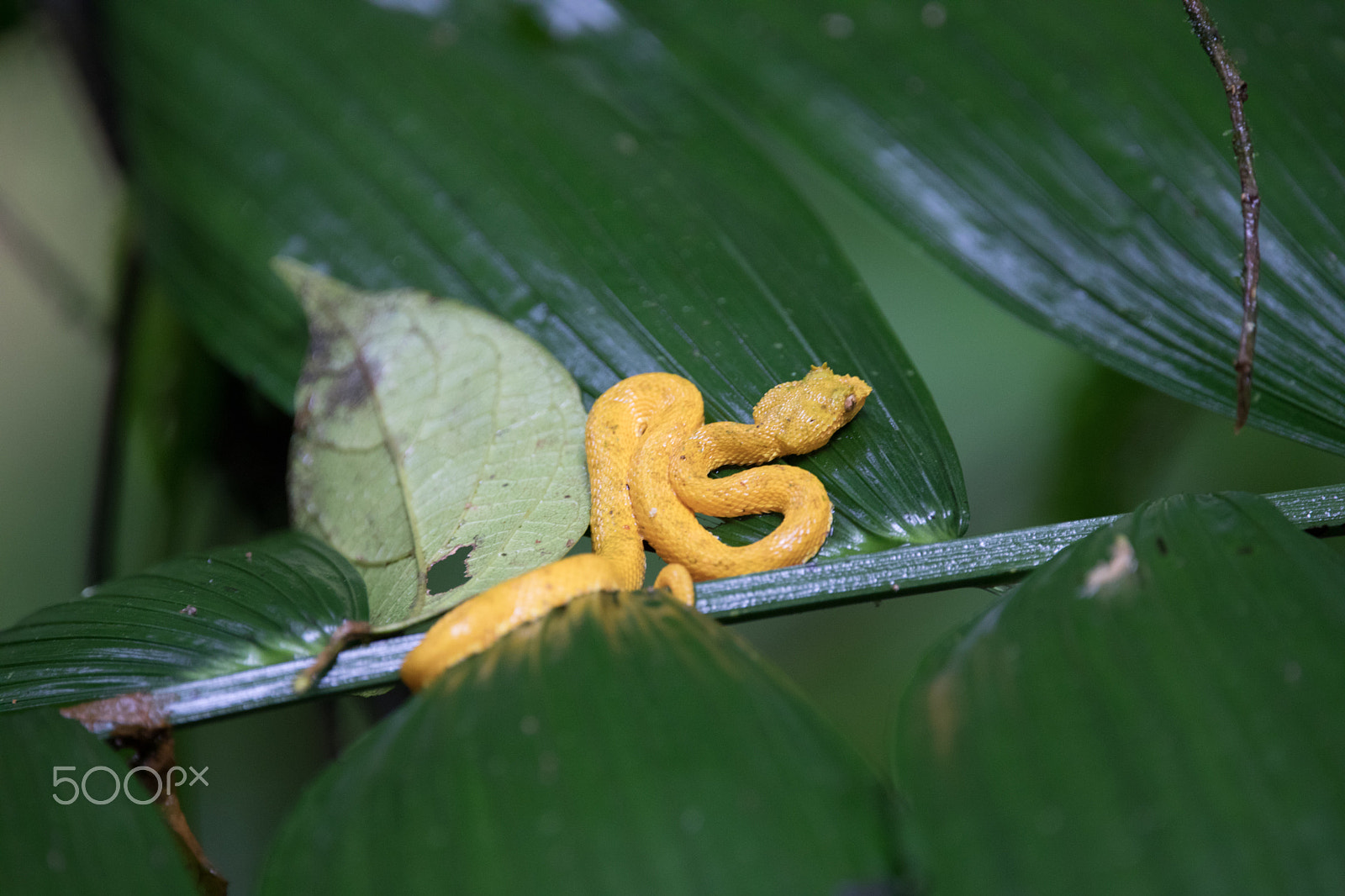 150-600mm F5-6.3 DG OS HSM | Contemporary 015 sample photo. Yellow viper snake photography