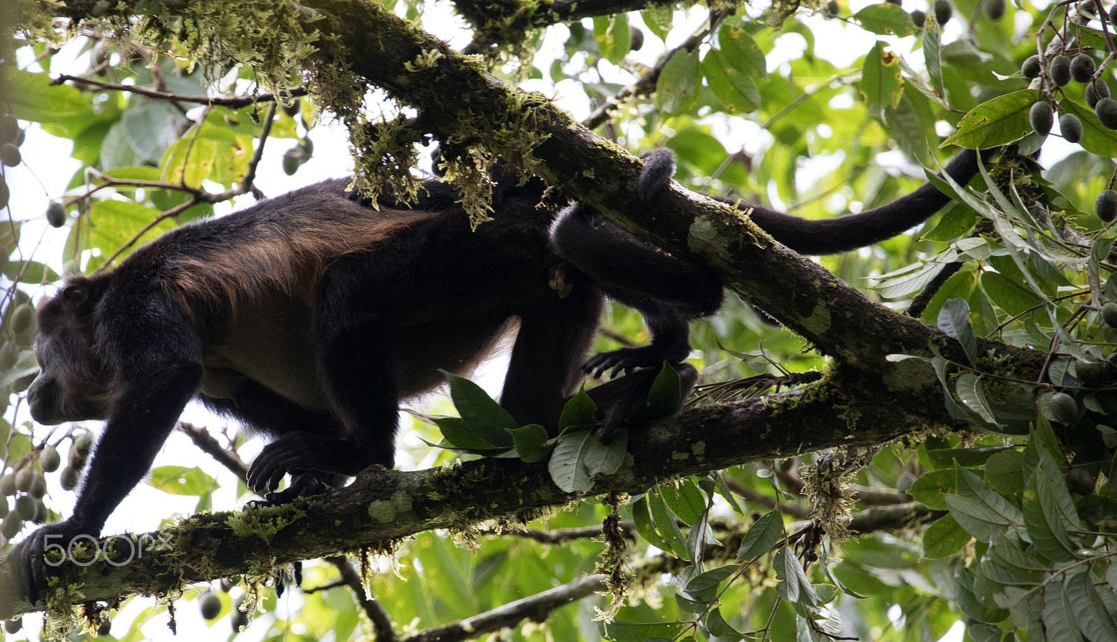 Canon EOS 5D Mark IV sample photo. Howler monkeys of costa rica photography