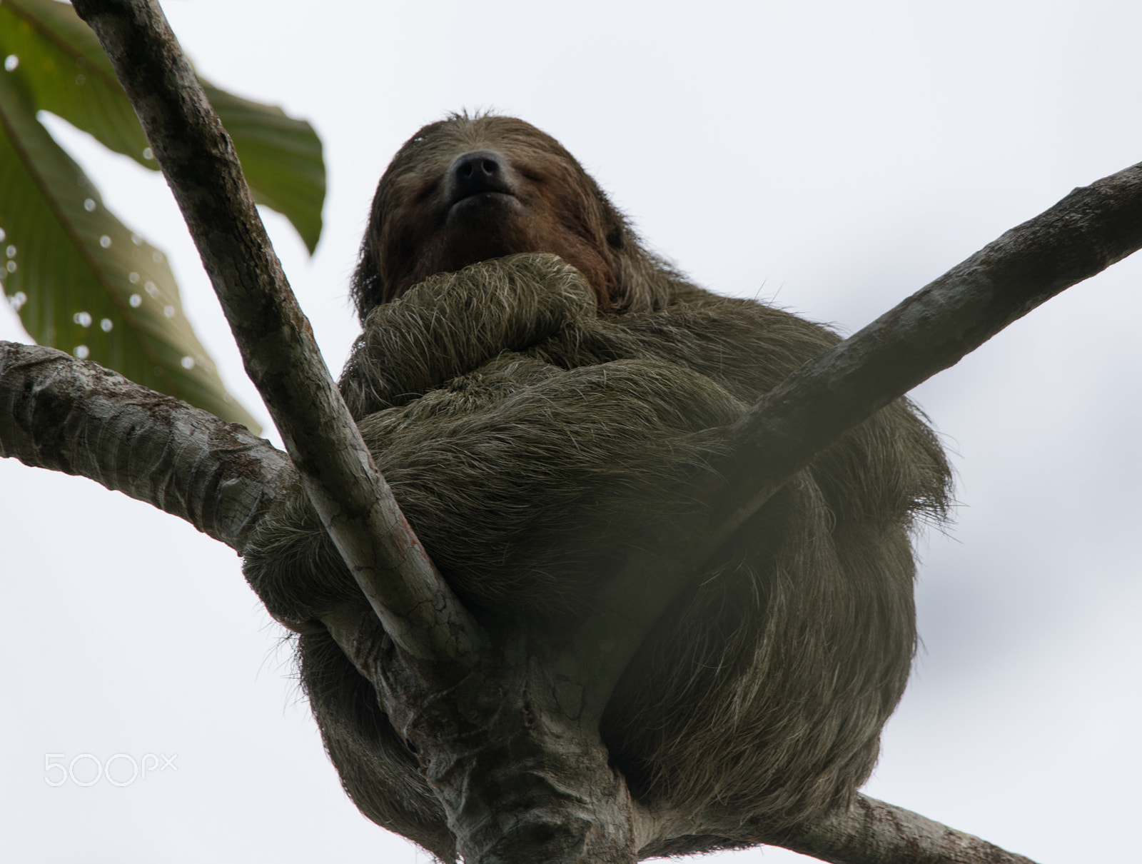 150-600mm F5-6.3 DG OS HSM | Contemporary 015 sample photo. Three toed sloth photography