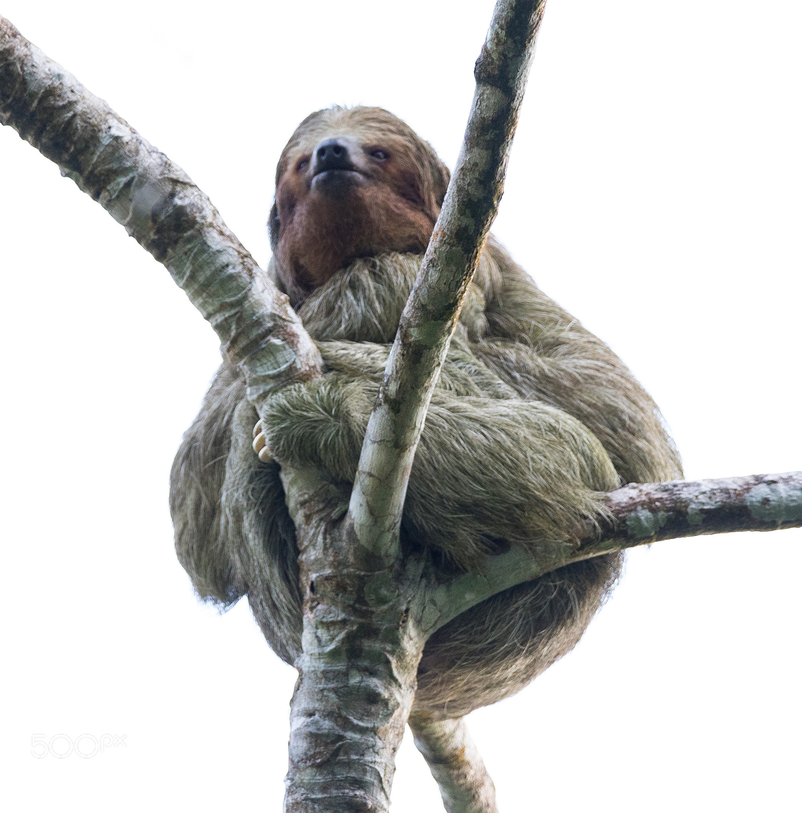 150-600mm F5-6.3 DG OS HSM | Contemporary 015 sample photo. Three toed sloth photography