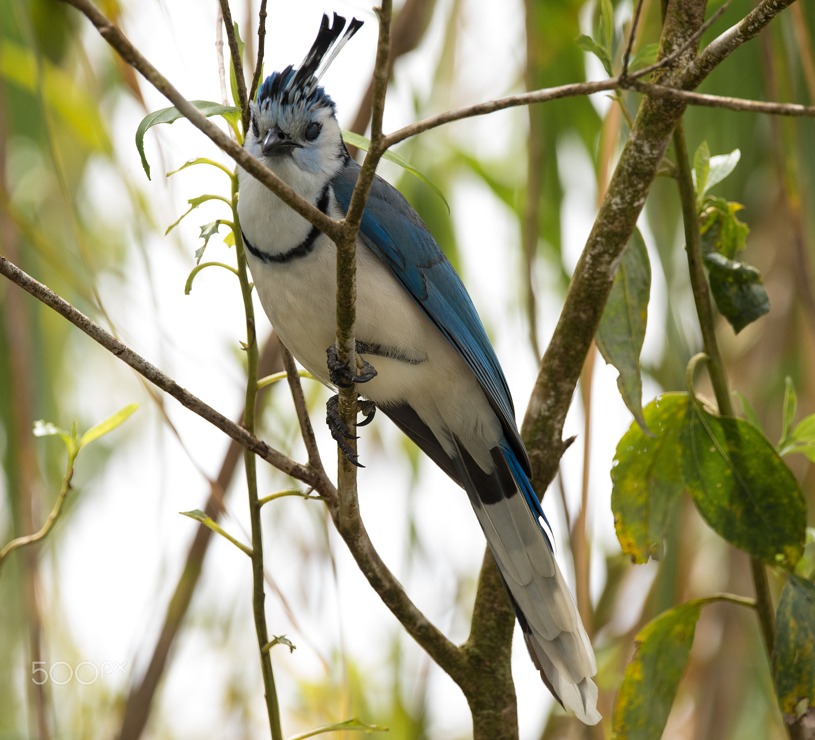 Canon EOS 5D Mark IV + 150-600mm F5-6.3 DG OS HSM | Contemporary 015 sample photo. Blue bird with crown costa rica photography