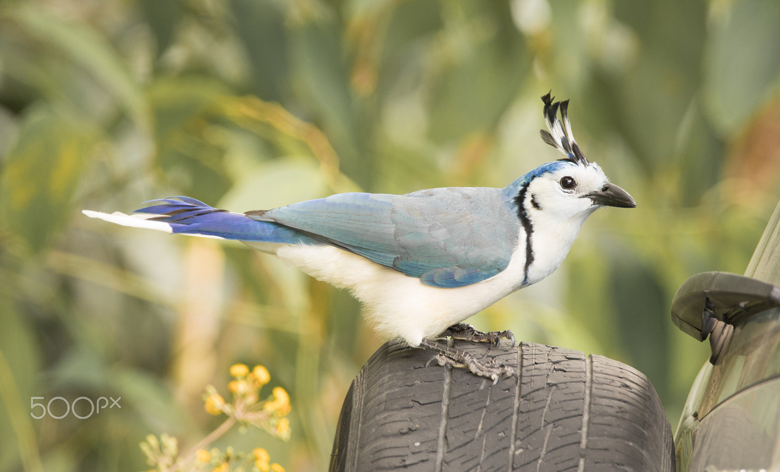 150-600mm F5-6.3 DG OS HSM | Contemporary 015 sample photo. Blue bird on rear car tire photography