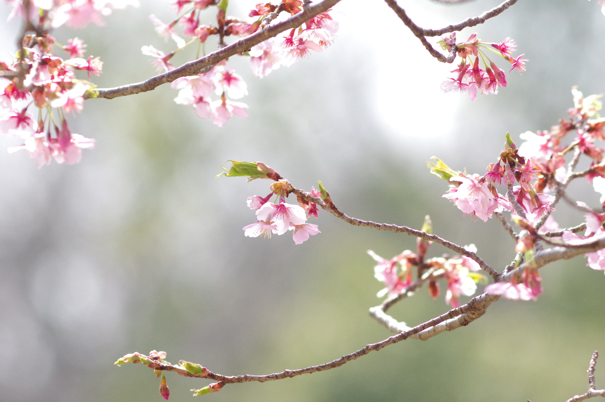 Pentax K-3 sample photo. In bloom.....now photography