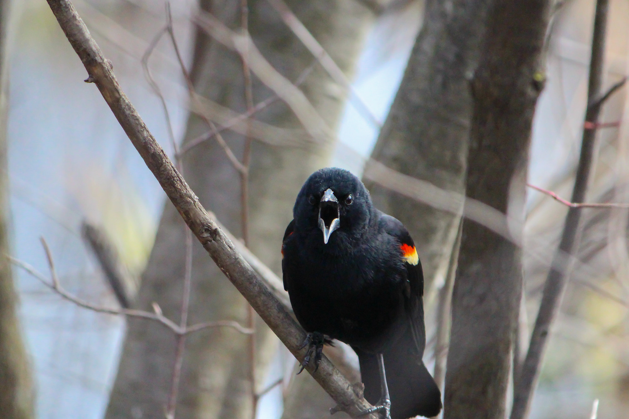 Canon EF-S 55-250mm F4-5.6 IS sample photo. Spring cryer photography