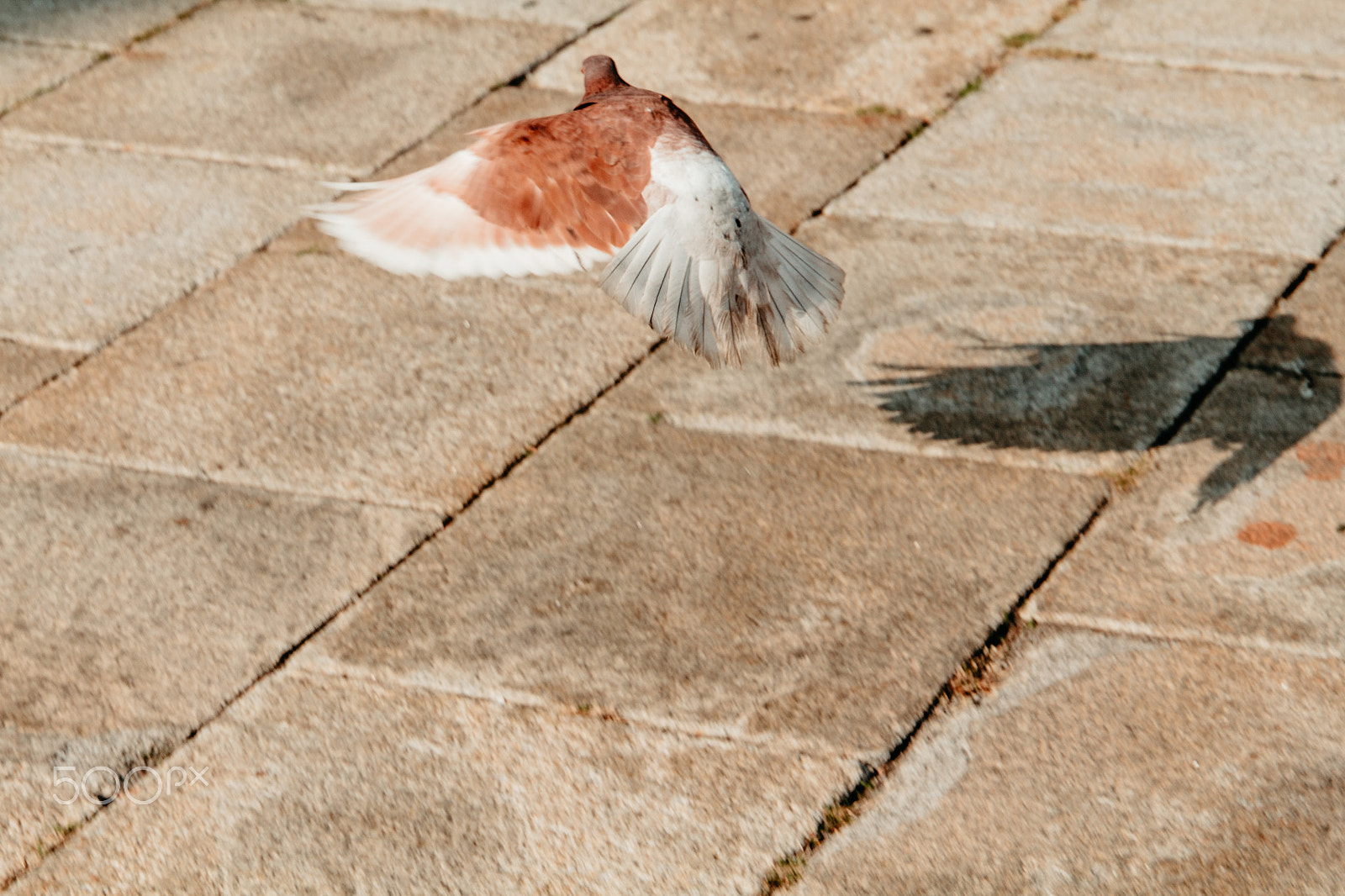 Canon EOS 650D (EOS Rebel T4i / EOS Kiss X6i) sample photo. Fly away | belgrade, serbia photography