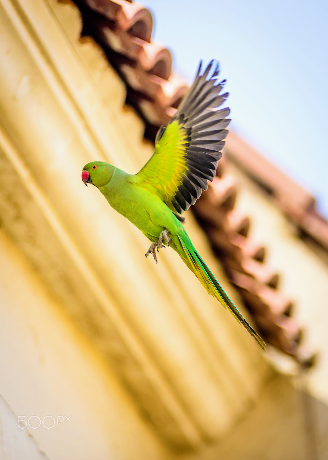 Nikon D750 sample photo. Parrot with tiled roof background photography