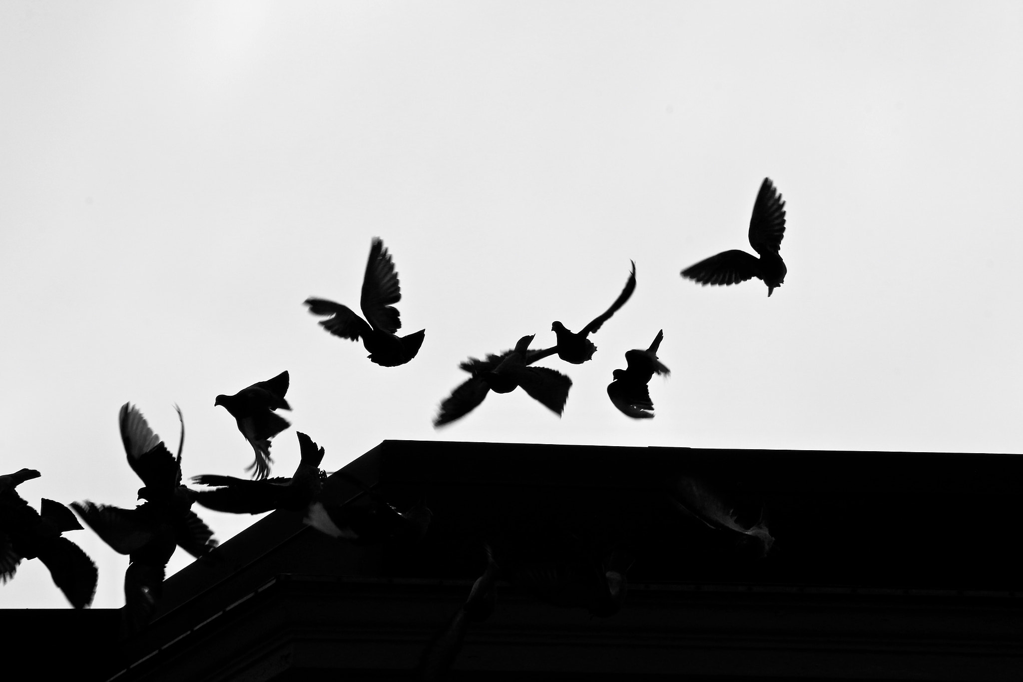 Canon EF 75-300mm f/4-5.6 USM sample photo. A flock on the fifth floor photography
