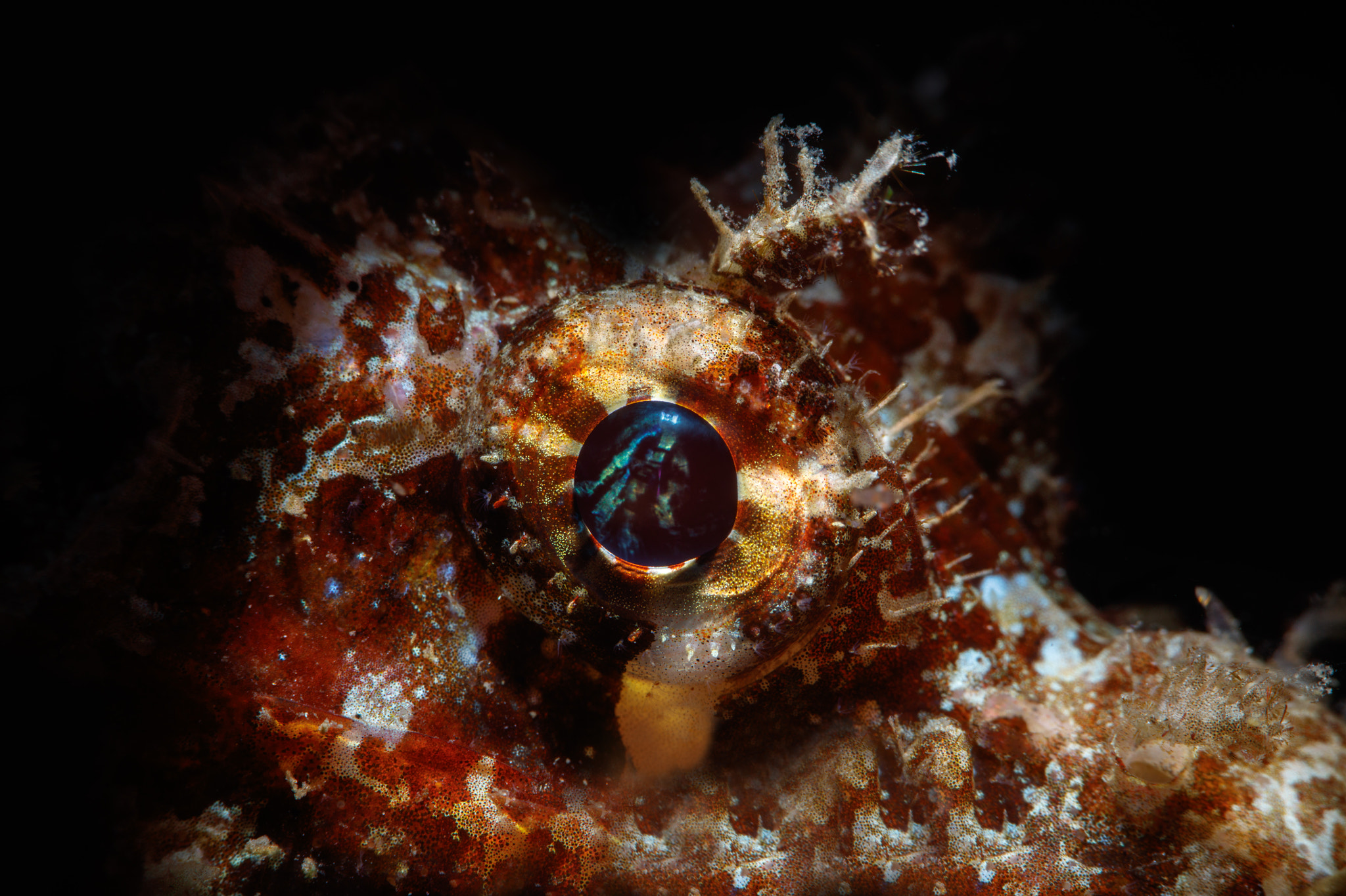 Canon EF 100mm F2.8L Macro IS USM sample photo. The eye of a scorpionfish photography