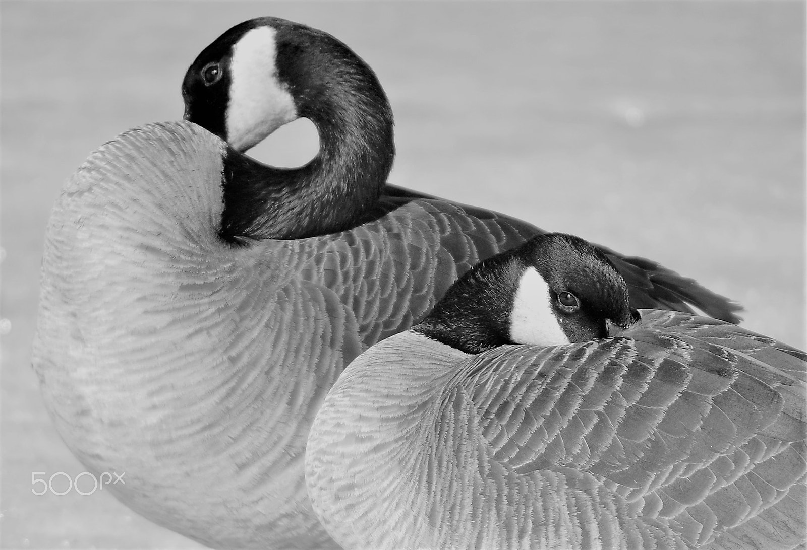 smc PENTAX-DA L 55-300mm F4-5.8 ED sample photo. Canadian geese photography
