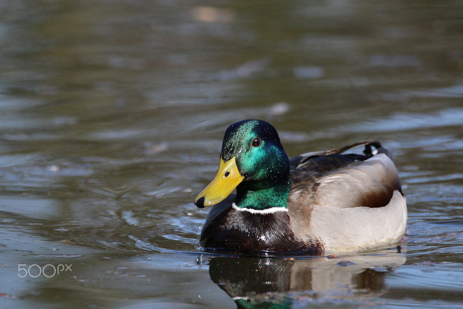 Sigma 150-600mm F5-6.3 DG OS HSM | C sample photo. Sunlight photography