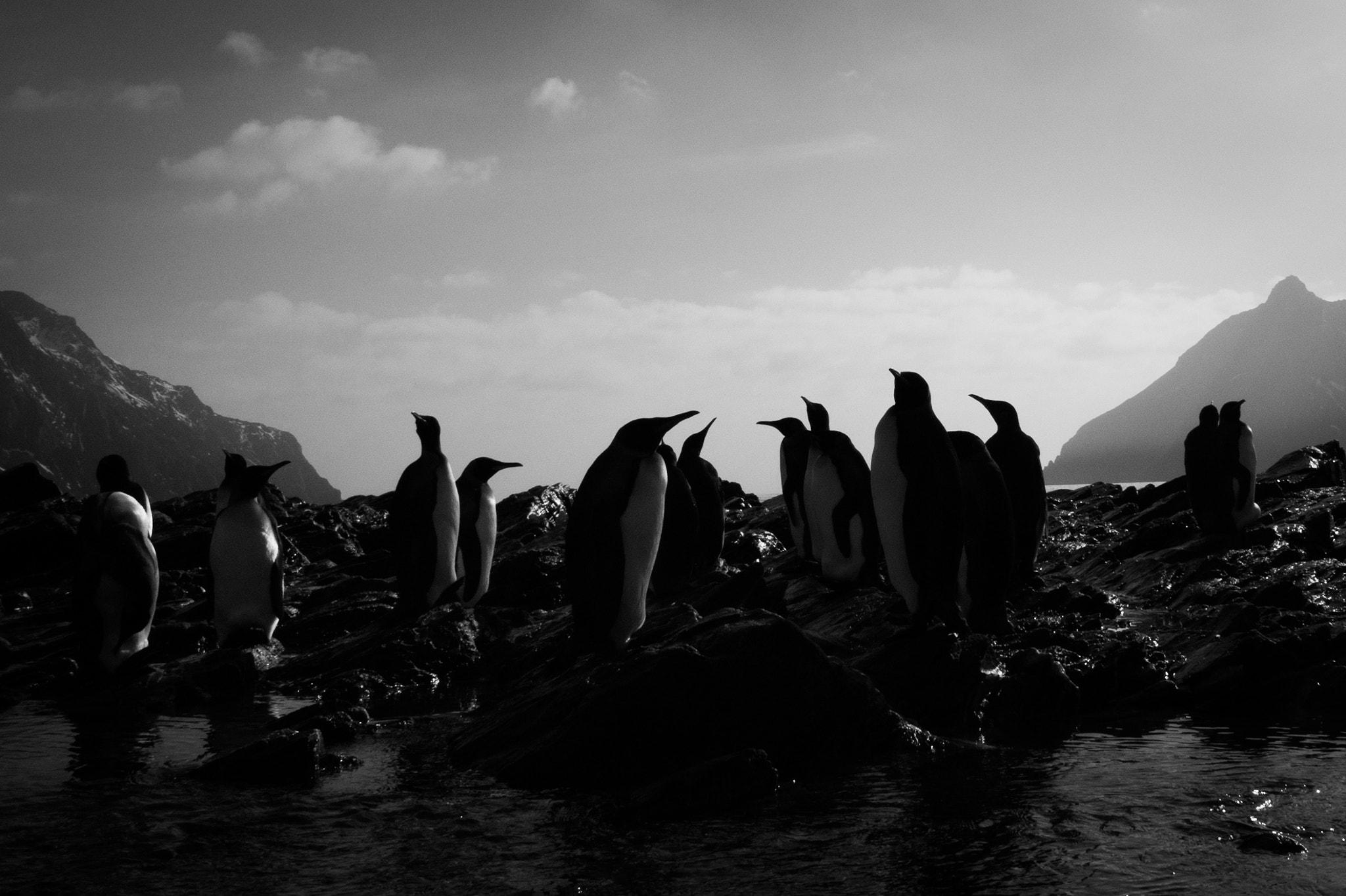 Nikon 1 Nikkor AW 10mm F2.8 sample photo. Penguins in fortuna bay,south georgia photography