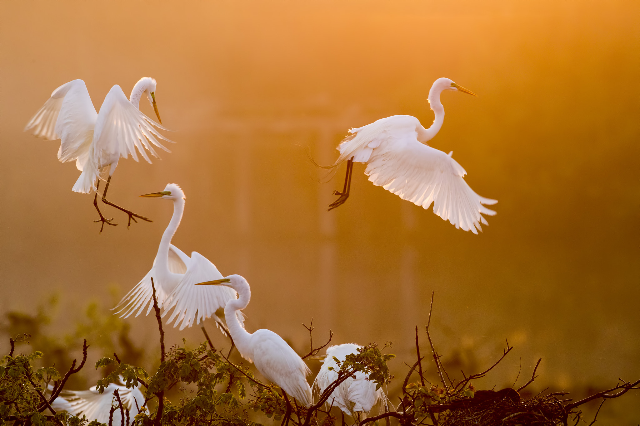 Canon EOS-1D X Mark II sample photo. Sunrise at high island photography