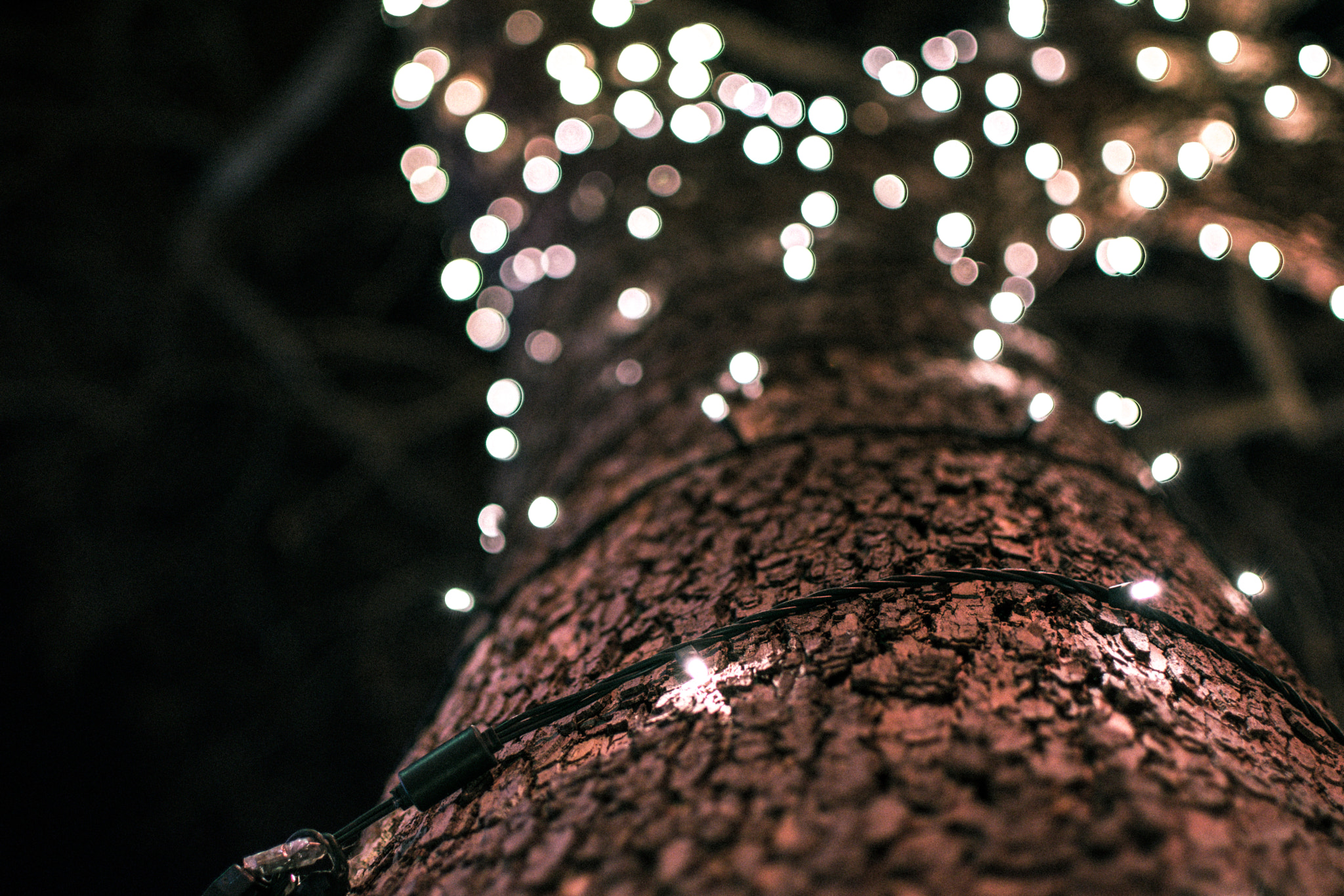 Nikon AF-S DX Nikkor 35mm F1.8G sample photo. Wrapped in lights photography