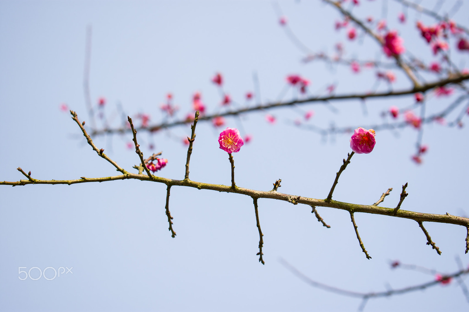 Nikon D3400 sample photo. 梅花 photography