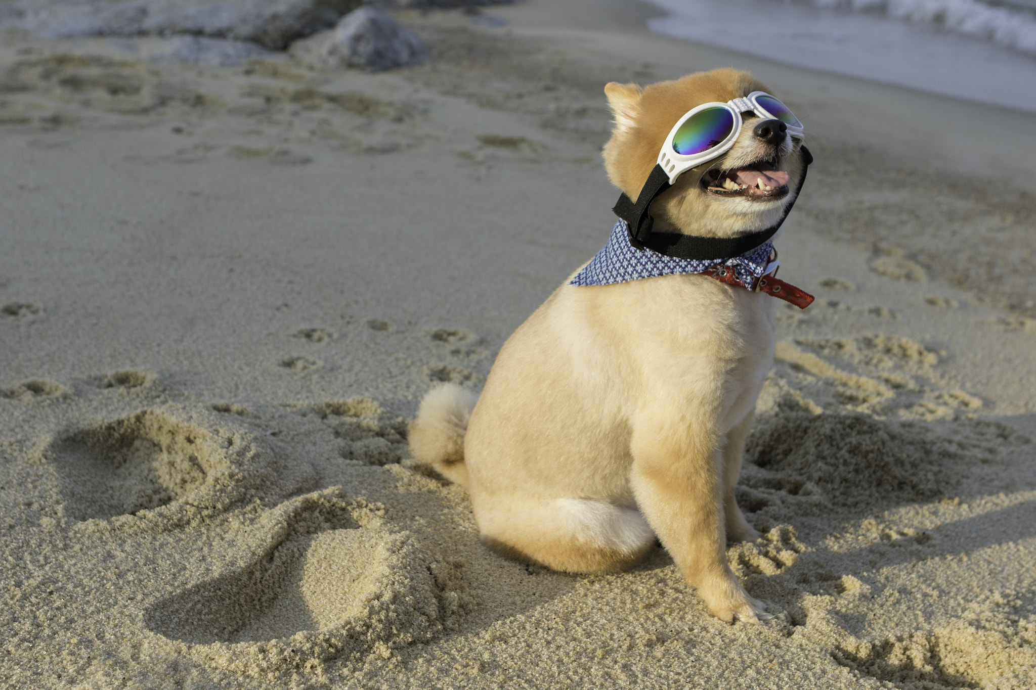 Canon EF 24-70mm F2.8L USM sample photo. Sand surfer dog photography