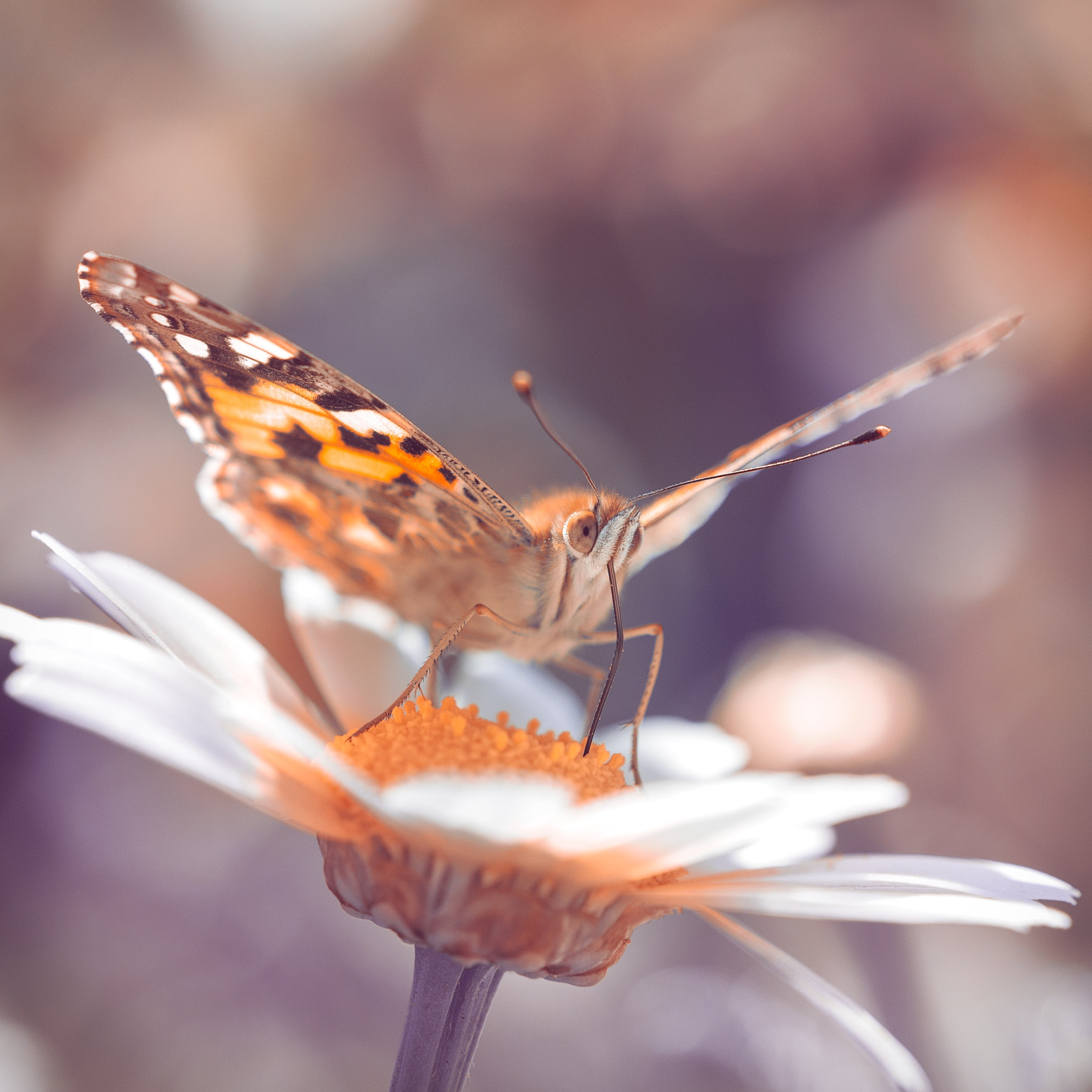 Pentax K-5 IIs + Pentax smc D-FA 100mm F2.8 Macro WR sample photo. Butterfly... photography