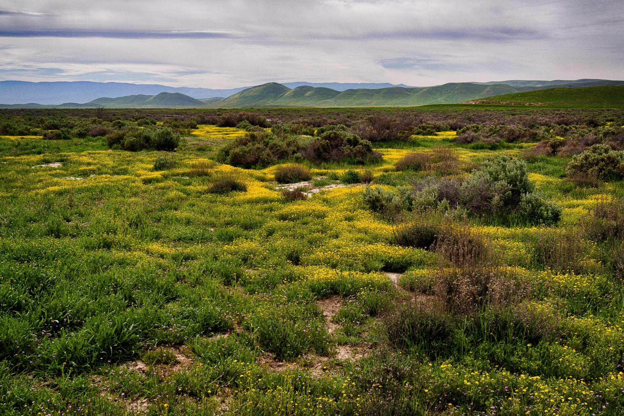 Sony Cyber-shot DSC-RX1 sample photo. Spring in grassland photography