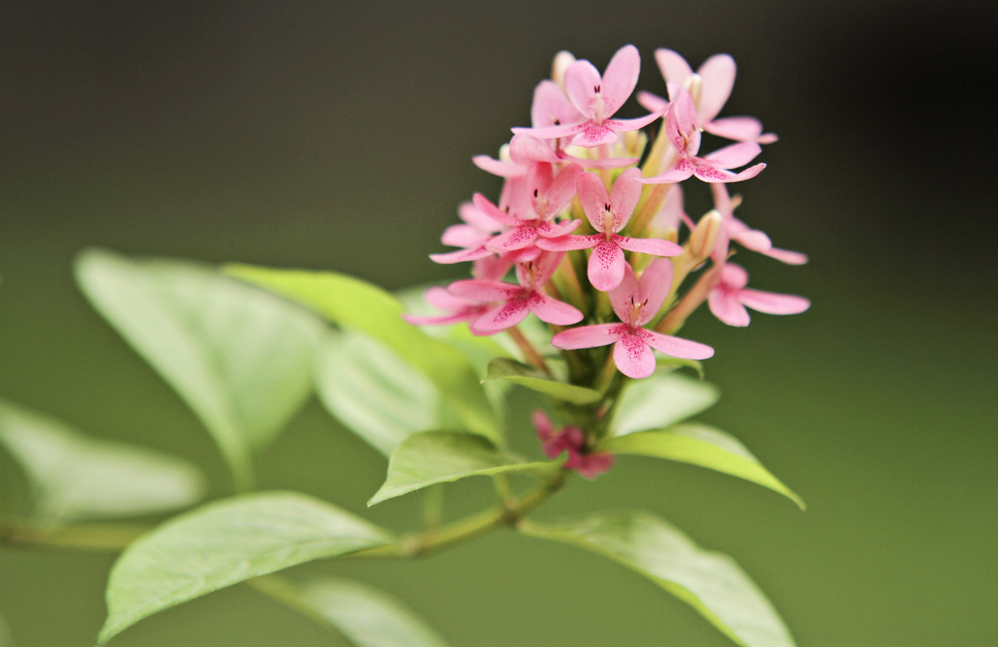 Sigma 70-200mm F2.8 EX DG OS HSM sample photo. Img photography