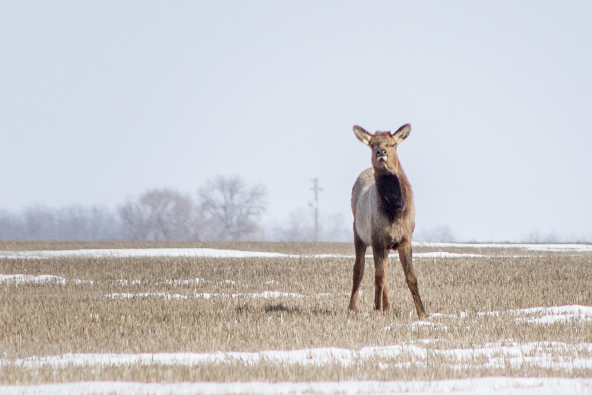 Canon EOS 600D (Rebel EOS T3i / EOS Kiss X5) + EF75-300mm f/4-5.6 sample photo. Curious little elk photography