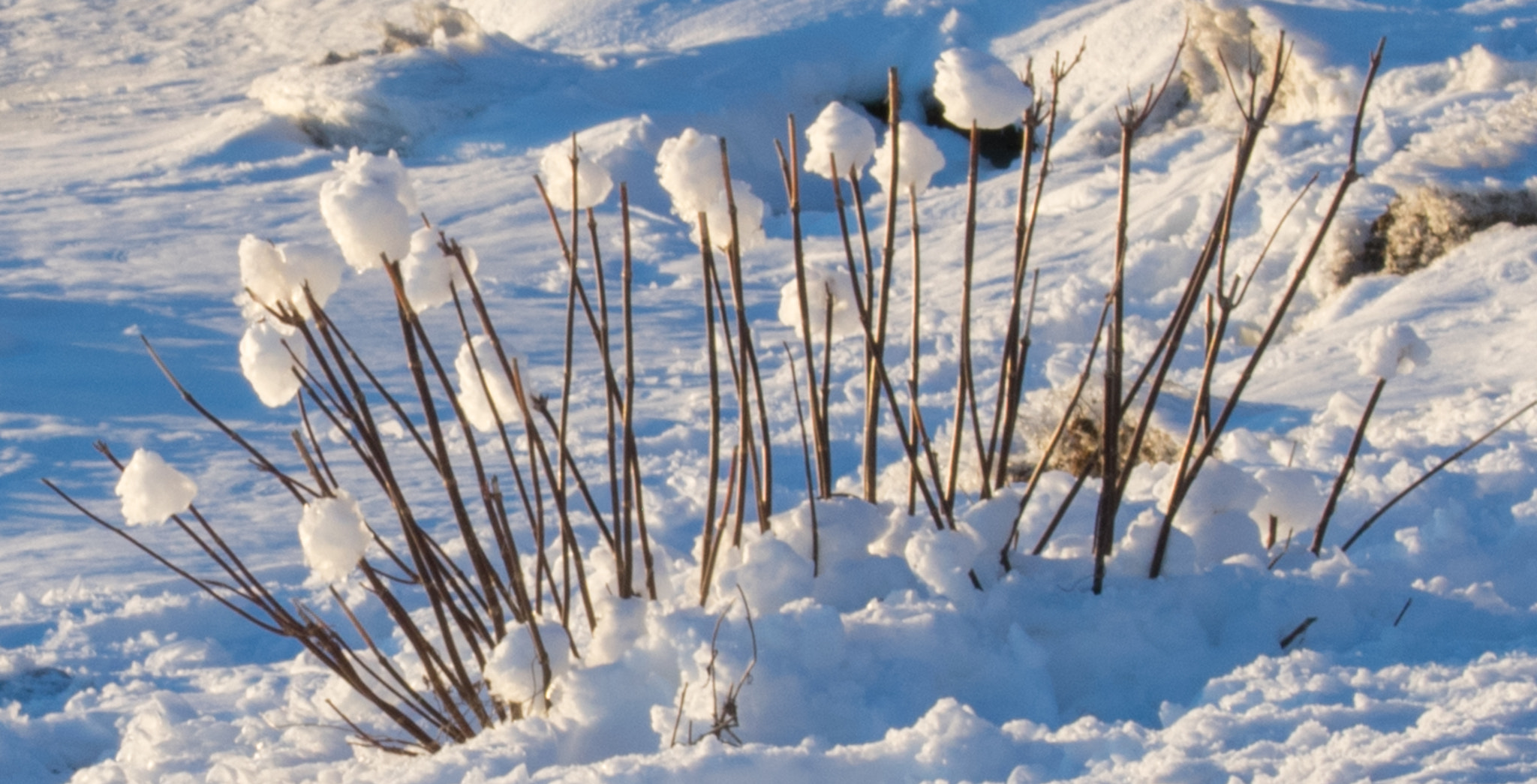 Nikon D3400 sample photo. Snow flowers photography