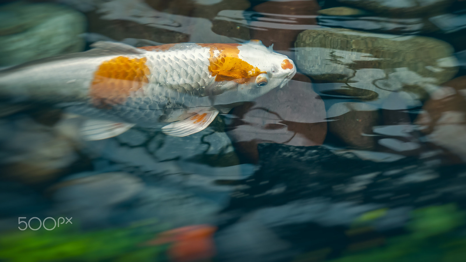 Nikon D60 sample photo. Spring koi photography