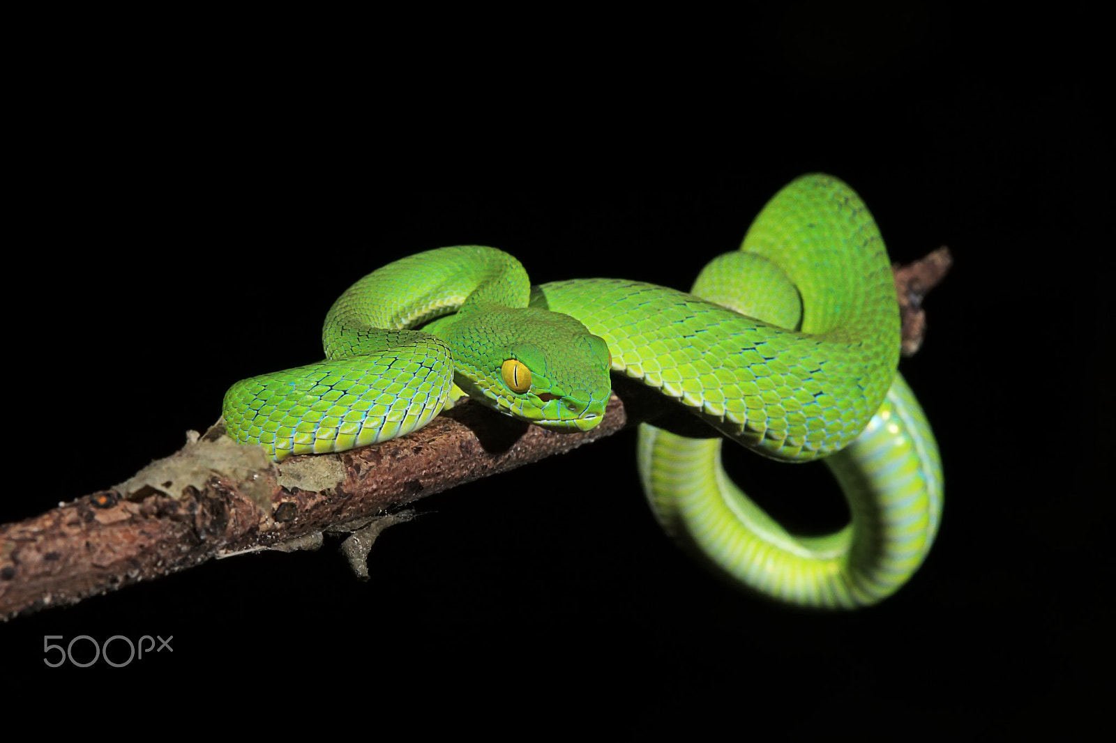 Canon EOS 30D + Canon EF 100mm F2.8 Macro USM sample photo. Green snake photography