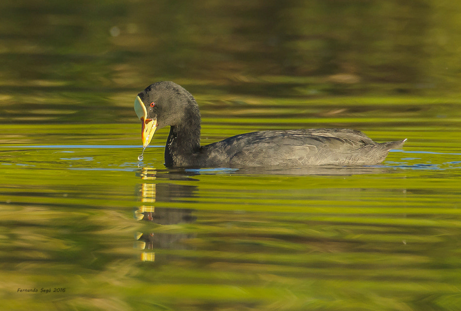 Nikon D7000 + Sigma 50-500mm F4.5-6.3 DG OS HSM sample photo. Xxtw photography