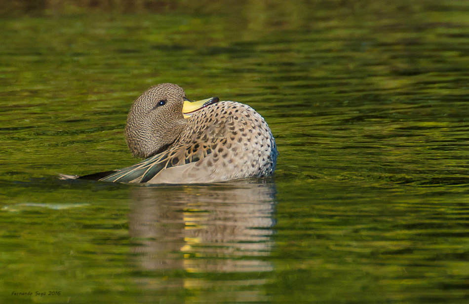 Nikon D7000 + Sigma 50-500mm F4.5-6.3 DG OS HSM sample photo. Xxtw photography