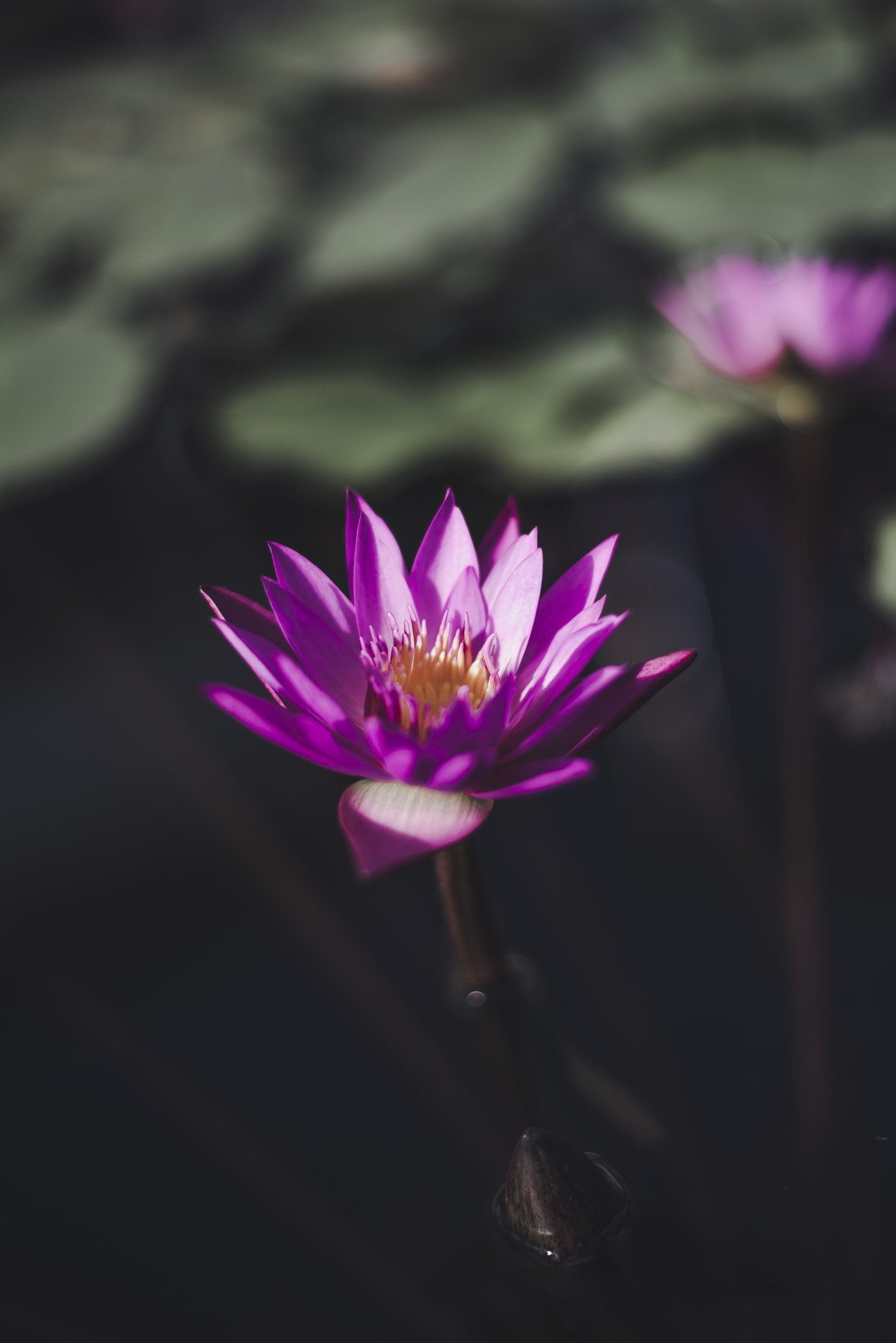 Nikon D810 + Nikon AF-S Nikkor 50mm F1.8G sample photo. Rise. photography