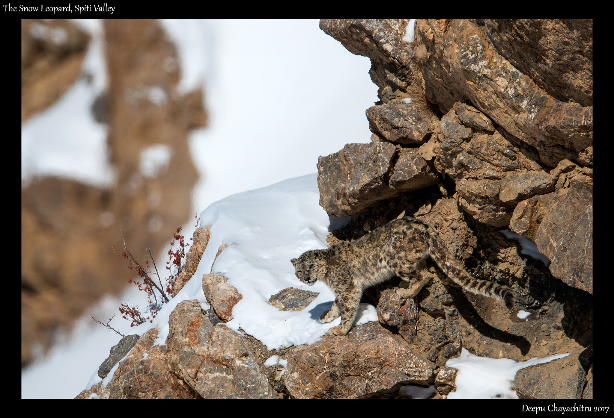 Nikon D750 sample photo. Shen - the snow leopard photography