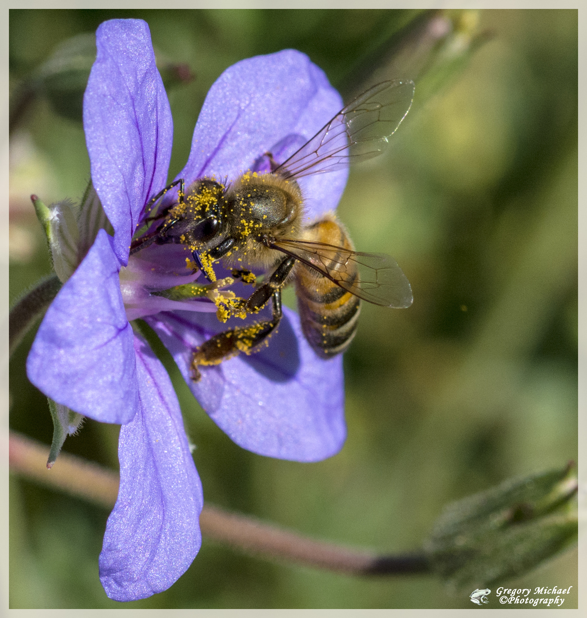 Sigma 105mm F2.8 EX DG OS HSM sample photo. Closeup. photography