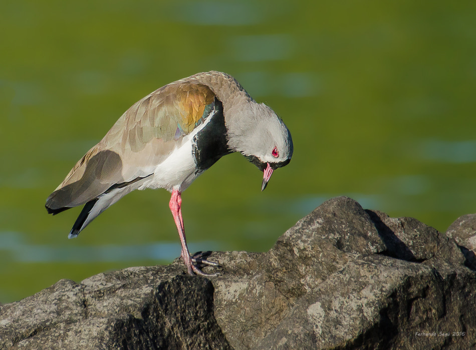 Nikon D7000 + Sigma 50-500mm F4.5-6.3 DG OS HSM sample photo. Xxtw photography