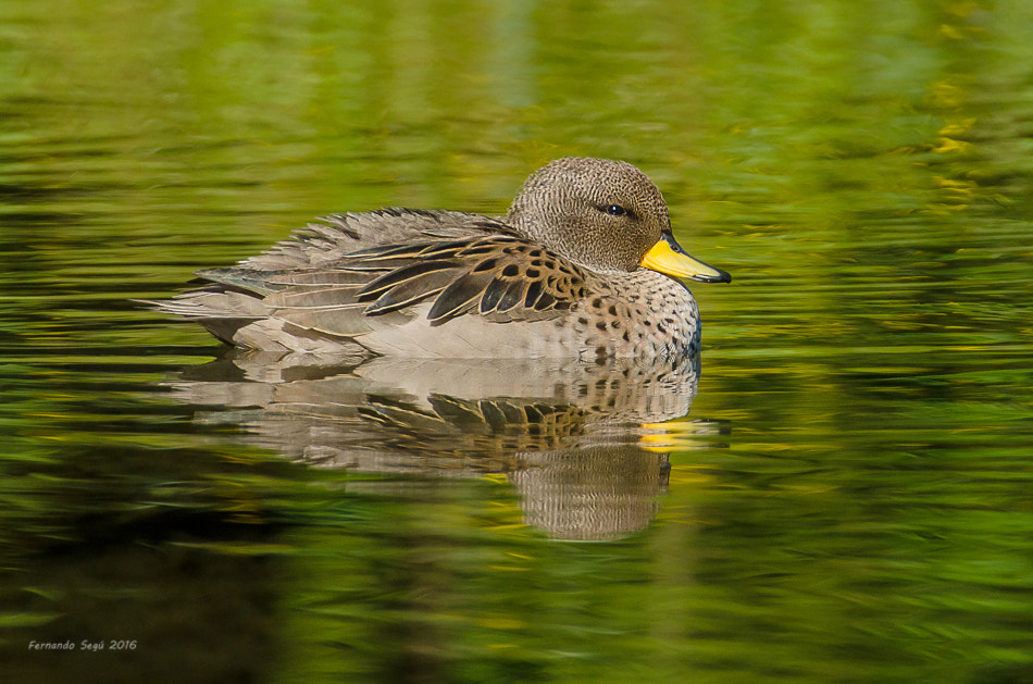 Sigma 50-500mm F4.5-6.3 DG OS HSM sample photo. Xxtw photography