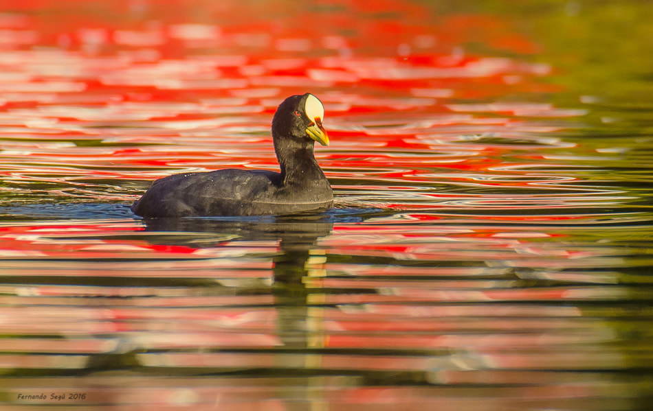 Nikon D7000 + Sigma 50-500mm F4.5-6.3 DG OS HSM sample photo. Xxtw photography