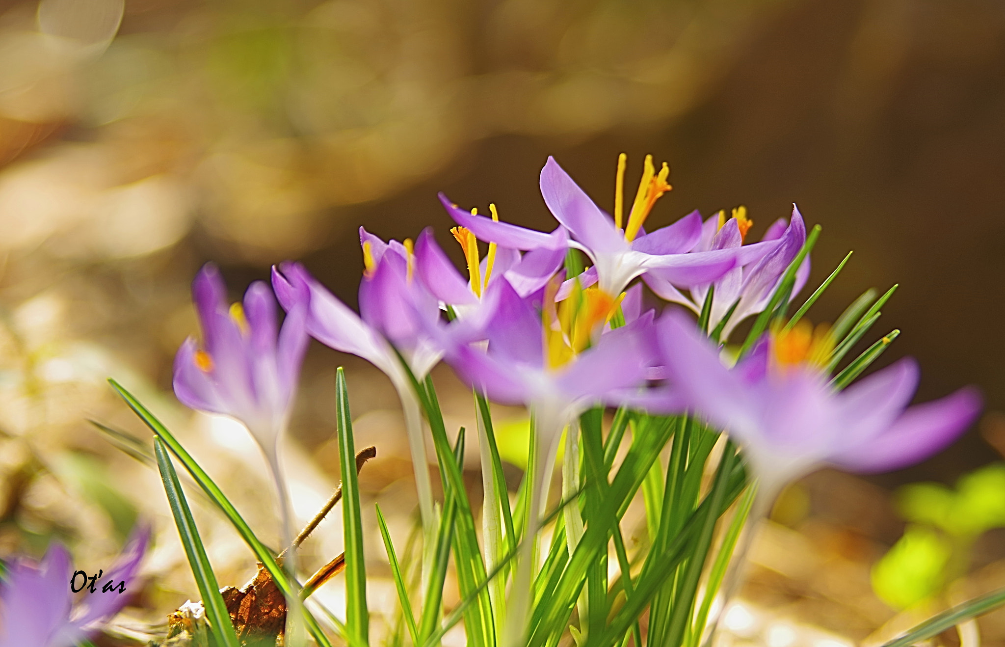 Pentax K-1 + Tamron AF 28-75mm F2.8 XR Di LD Aspherical (IF) sample photo. Crocus iv photography