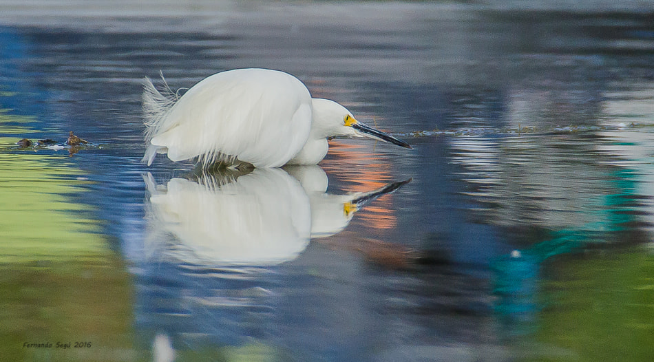 Nikon D7000 + Sigma 50-500mm F4.5-6.3 DG OS HSM sample photo. Xxtw photography