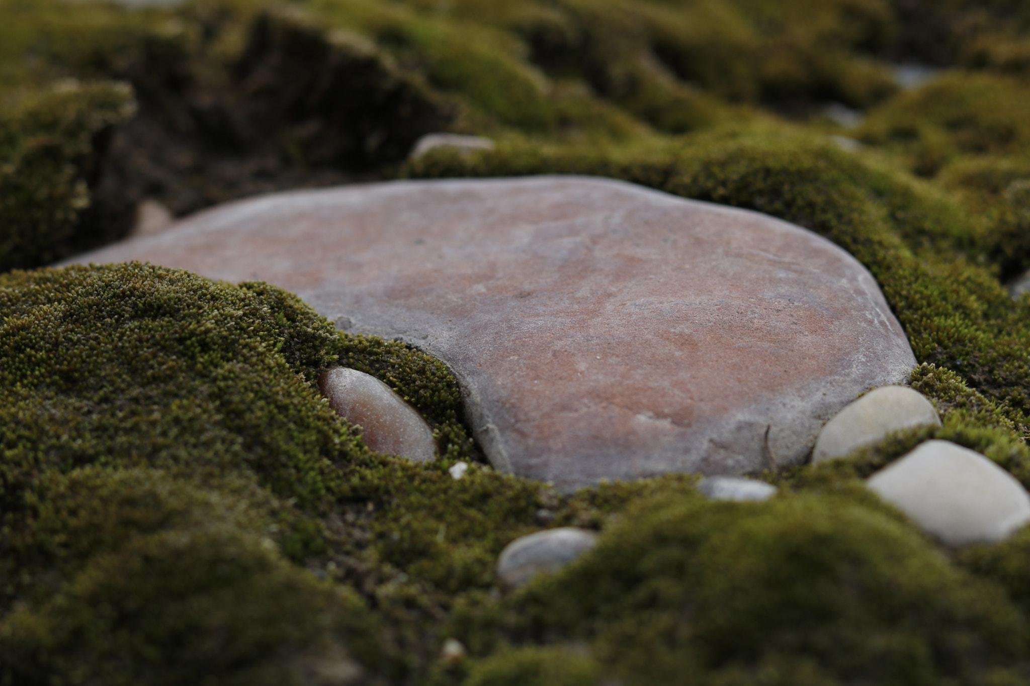 Canon EOS 750D (EOS Rebel T6i / EOS Kiss X8i) sample photo. Moss and rock photography