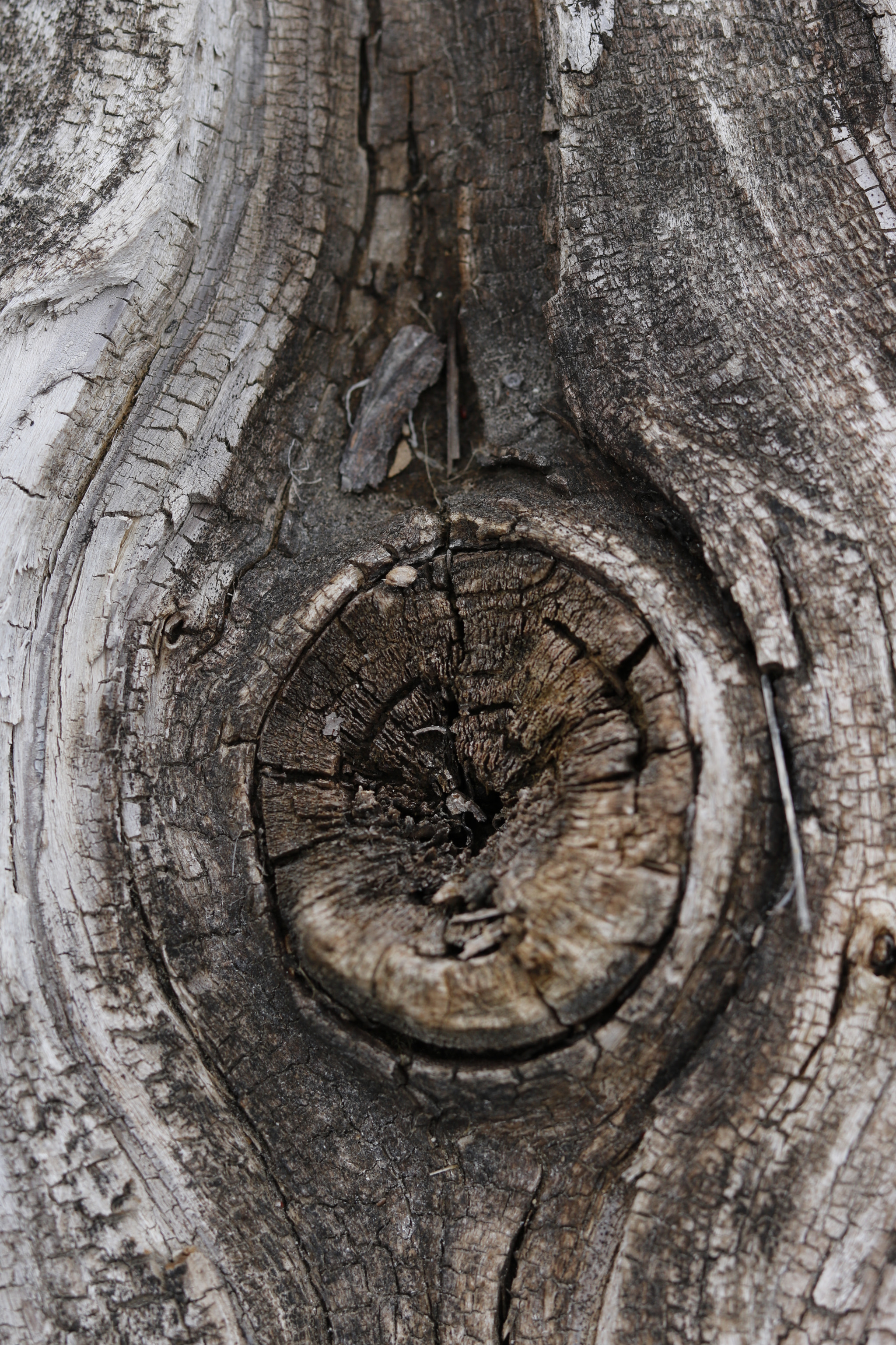 Canon EOS 750D (EOS Rebel T6i / EOS Kiss X8i) sample photo. Textures tree photography