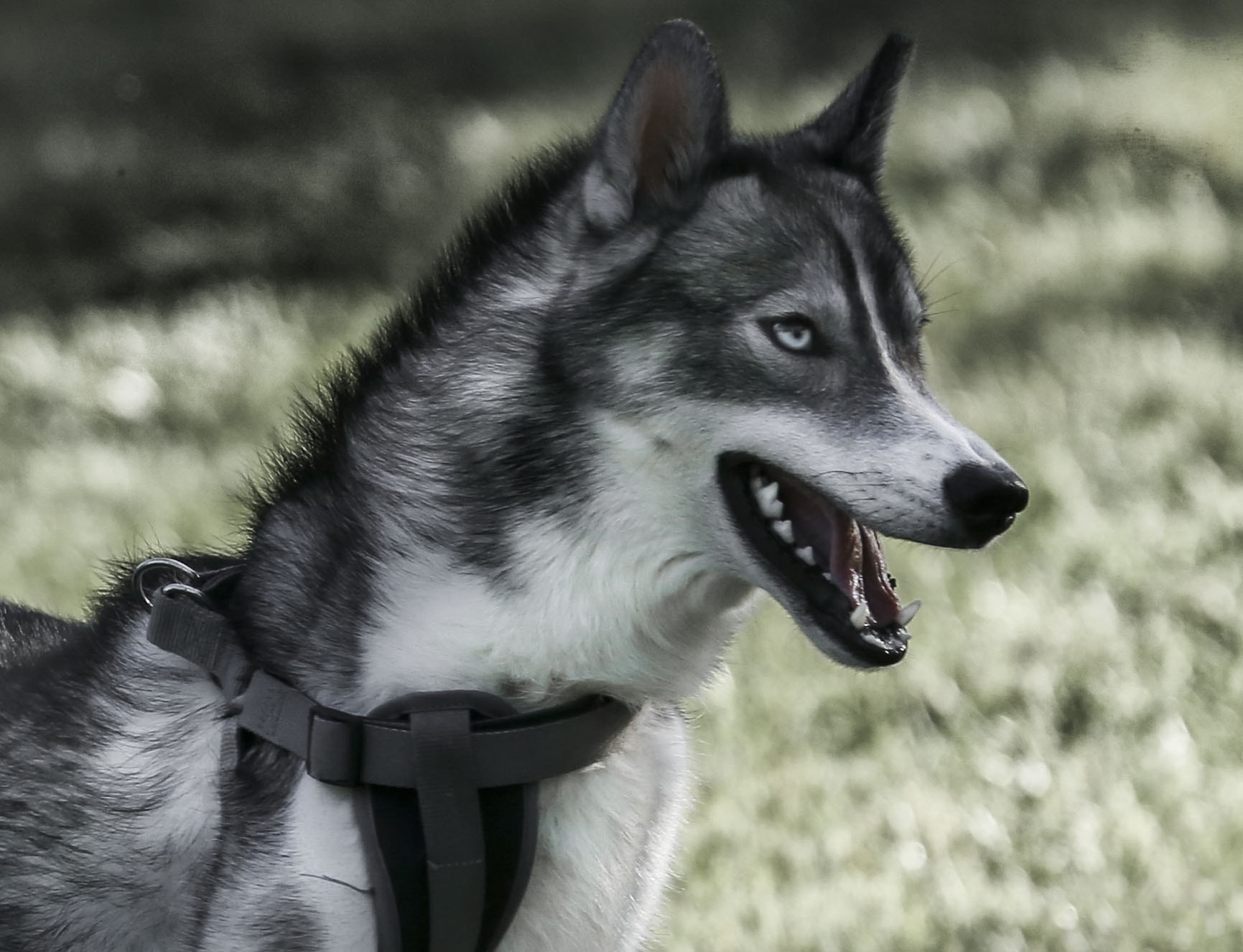 Canon EF 70-300mm F4-5.6L IS USM sample photo. Husky photography