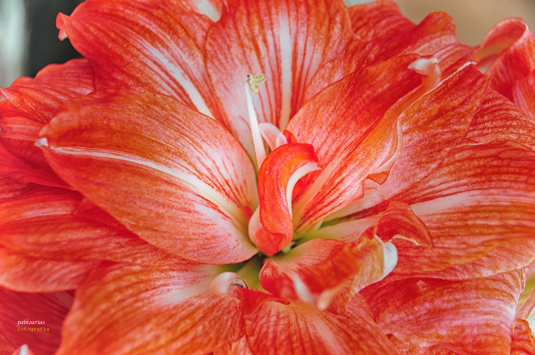 Nikon D300 sample photo. Red photography