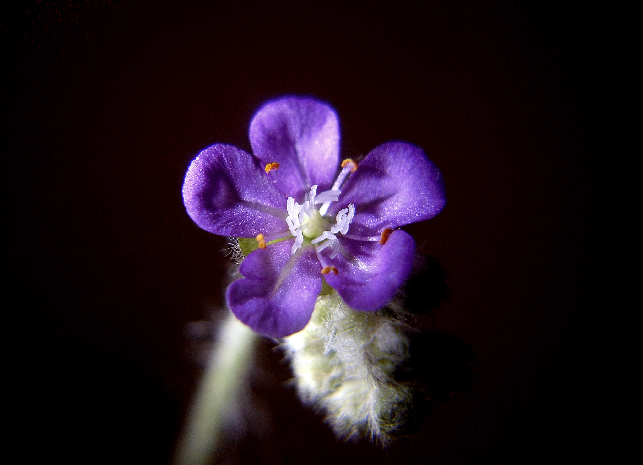 Samsung ES20/ VLUU ES20/  SL35 sample photo. Carnivorous plant flower photography
