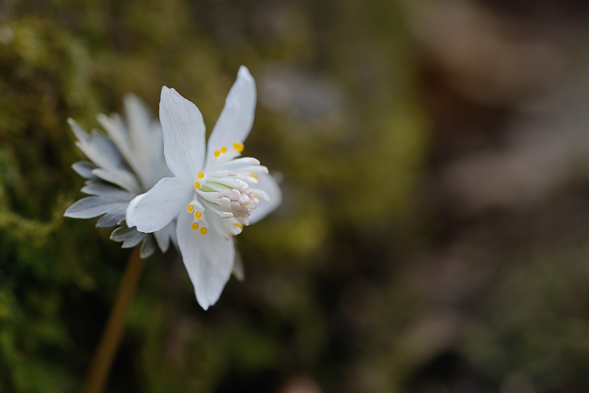 Sigma 105mm F2.8 EX DG OS HSM sample photo