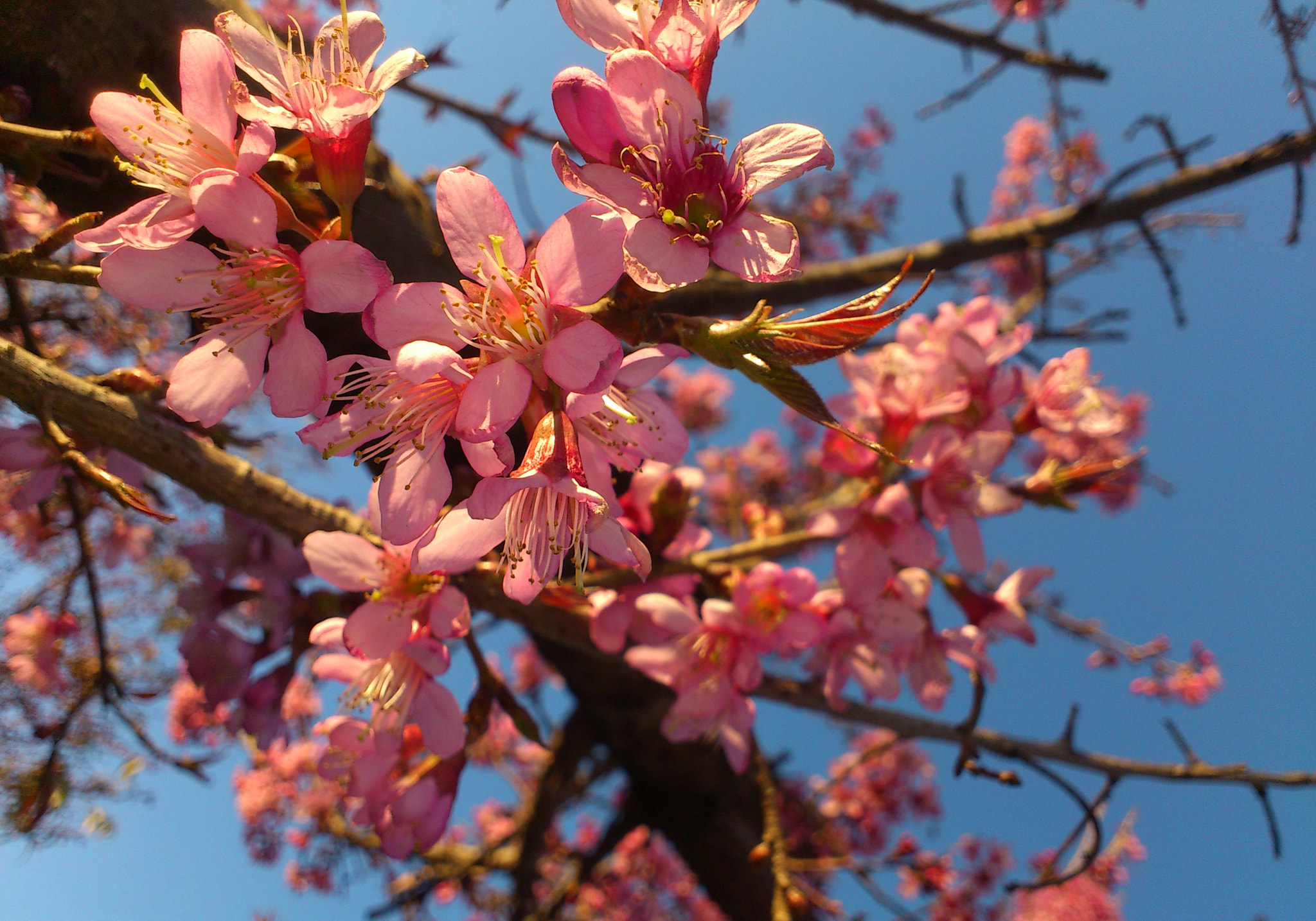 Sony Ericsson Xperia arc S sample photo. Flowers photography