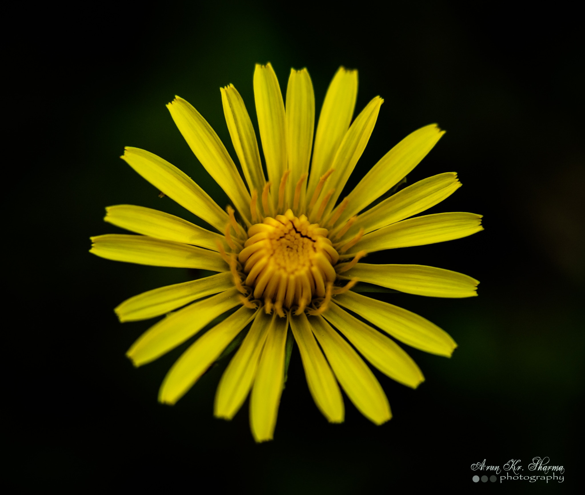 Canon EF-S 60mm F2.8 Macro USM sample photo. A dandelion photography